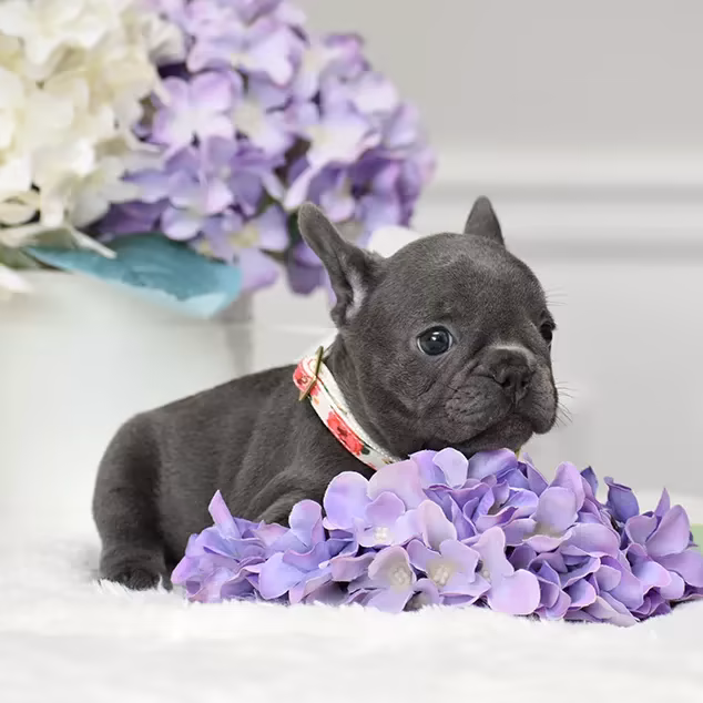 French Bulldog, female, blue eyes, ready for sale