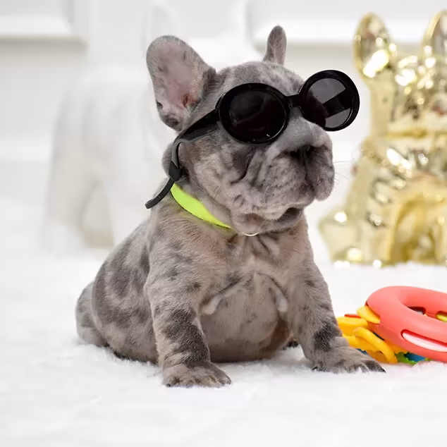 AKC French Bulldog Puppies Healthy, Well-Socialized, and Ready for Homes in Alabama, Florida, Georgia, North Carolina, South Carolina, Tennessee, California, Illinois, Colorado, Texas. AKC French Bulldog Puppies Healthy, Well-Socialized, and Ready for Homes in Alabama, Florida, Georgia, North Carolina, South Carolina, Tennessee, California, Illinois, Colorado, Texas.