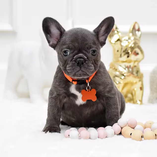 Healthy AKC French Bulldog Puppies for Sale Available in Alabama, Florida, Georgia, North Carolina, South Carolina, Tennessee, California, Illinois, Colorado, and Texas Healthy AKC French Bulldog Puppies for Sale Available in Alabama, Florida, Georgia, North Carolina, South Carolina, Tennessee, California, Illinois, Colorado, and Texas
