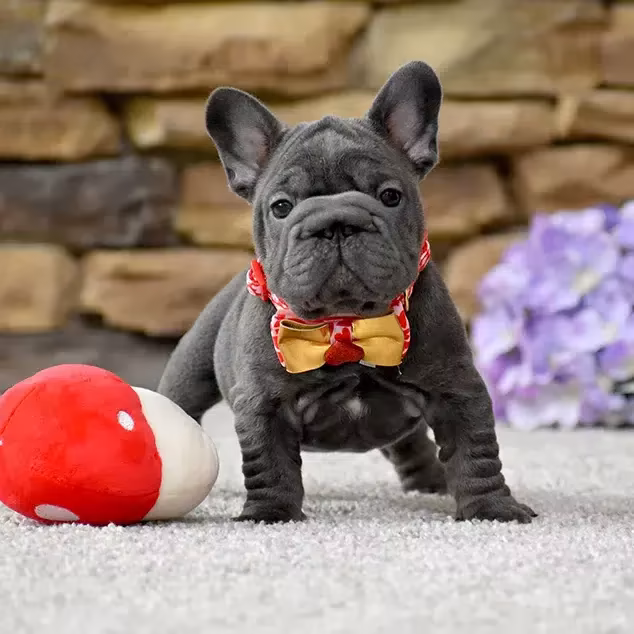 French Bulldog, female, blue eyes, puppy with bow and a soft toy, for sale in the USA