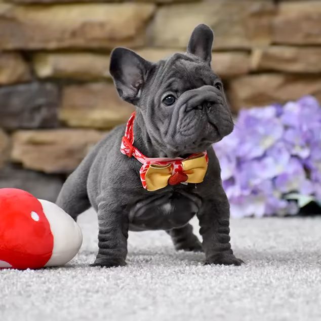 French Bulldog, female, blue eyes, puppy with bow and a soft toy, for sale in the USA