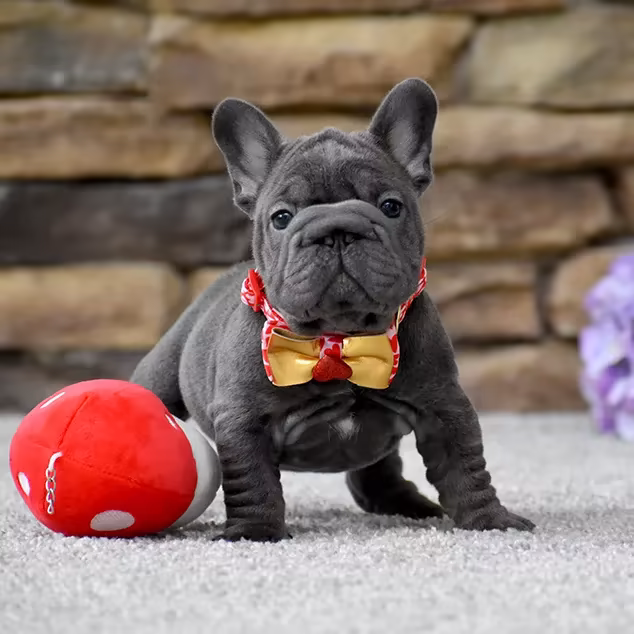 French Bulldog, female, blue eyes, puppy with bow and a soft toy, for sale in the USA