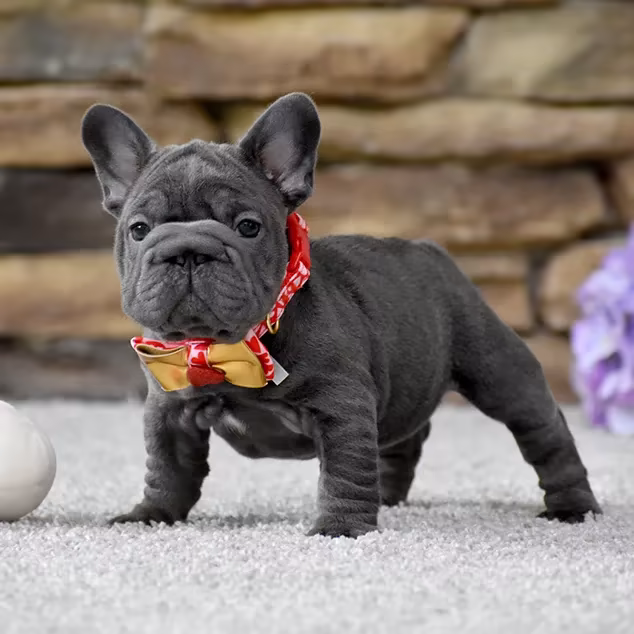 French Bulldog, female, blue eyes, puppy with bow and ball, for sale in the USA