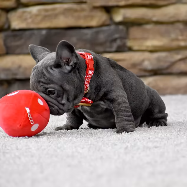 French Bulldog, female, blue eyes, puppy with bow and ball, for sale in the USA
