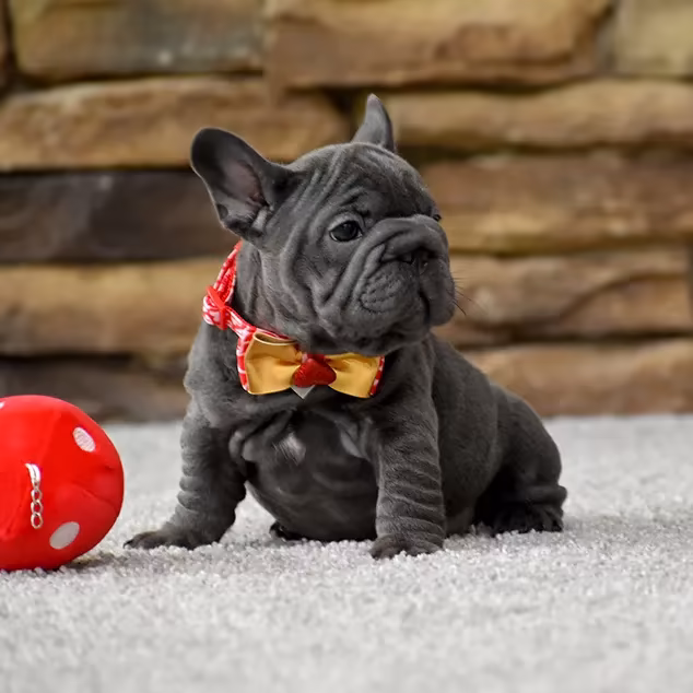 French Bulldog, female, blue eyes, puppy with bow and ball, for sale in the USA