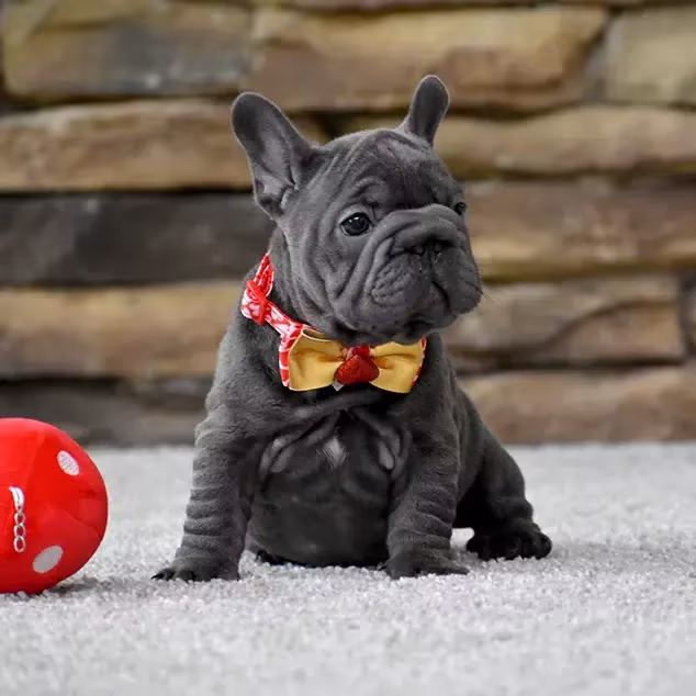 French Bulldog, female, blue eyes, puppy with bow and ball, for sale in the USA