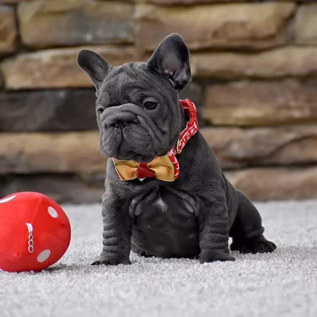 French Bulldog, female, blue eyes, puppy with bow and ball, for sale in the USA