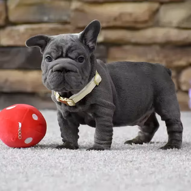 French Bulldog, male, blue eyes, puppy with soft toy for sale across the USA