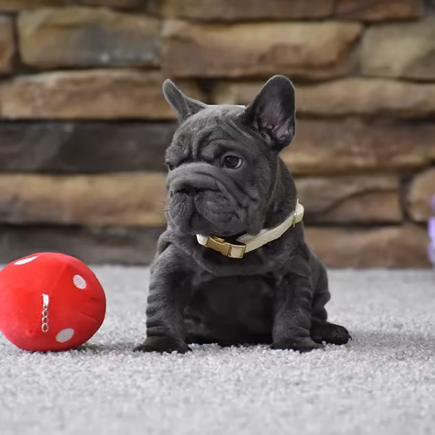 French Bulldog, male, blue eyes, puppy with soft toy for sale across the USA