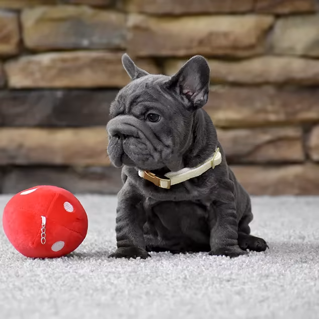 French Bulldog, male, blue eyes, puppy with soft toy for sale across the USA