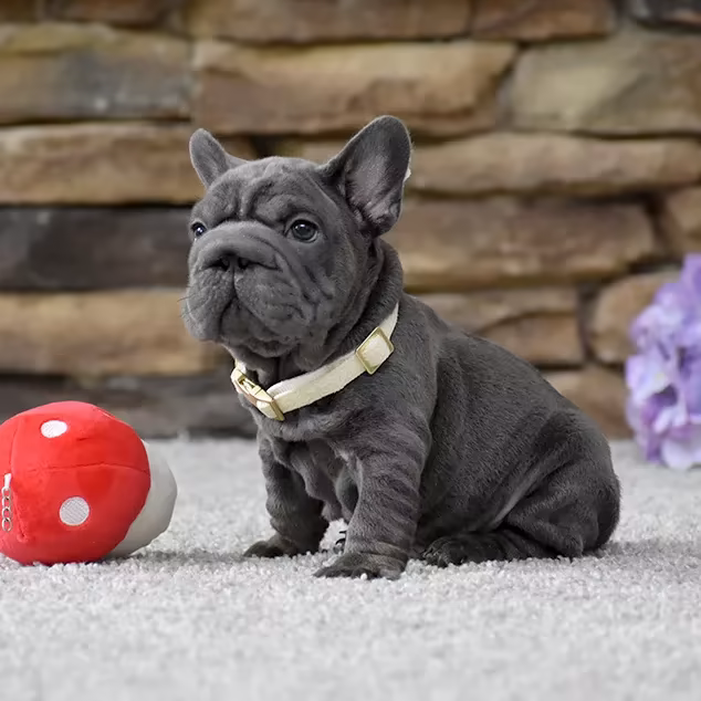 French Bulldog, male, blue eyes, puppy with soft toy for sale across the USA