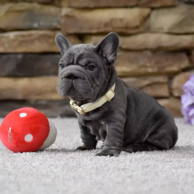 French Bulldog, male, blue eyes, puppy with soft toy for sale across the USA