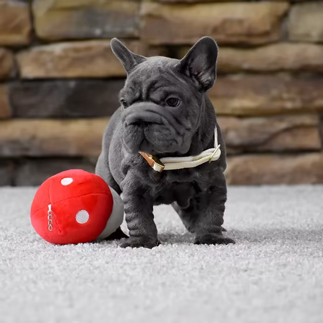 French Bulldog, male, blue eyes, puppy with soft toy for sale across the USA