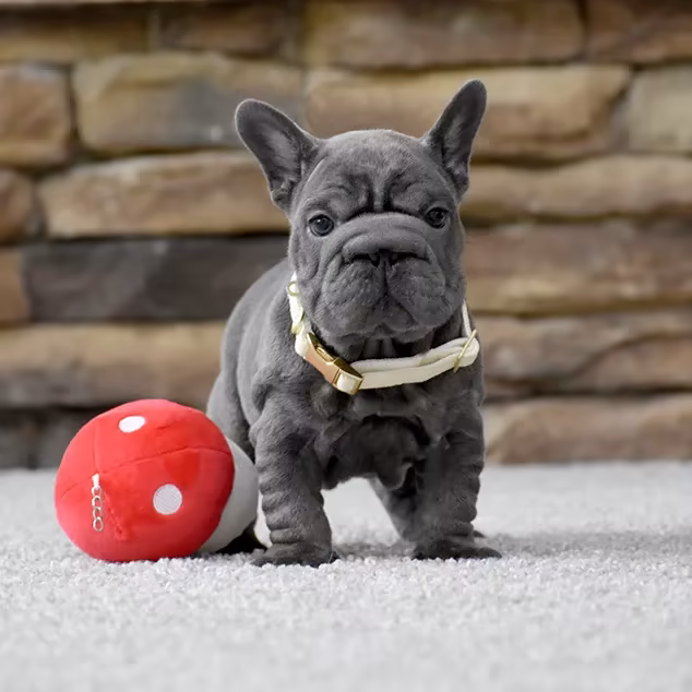French Bulldog, male, blue eyes, puppy with soft toy for sale across the USA