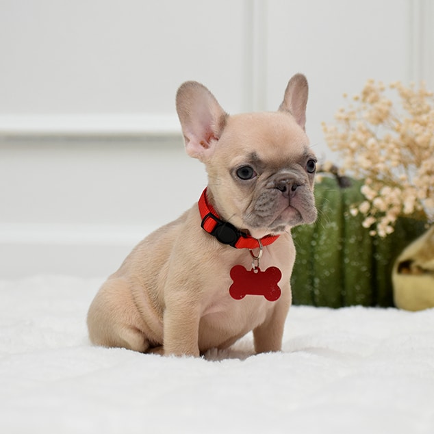 French Bulldog Puppies for Sale  AKC Registered with Full Breeding Rights and 1-Year Health Guarantee