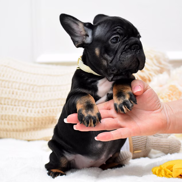 French Bulldog, female, black tan, puppy with health guarantee and pedigree available a Alabama, Florida, Georgia, North Carolina, South Carolina, Tennessee, California, Illinois, Colorado, Texas