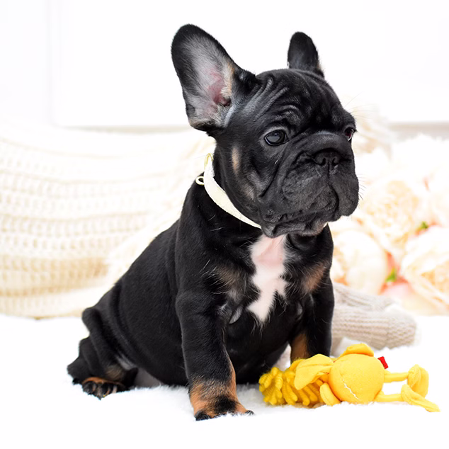 French Bulldog, female, black tan, puppy with health guarantee and pedigree available a Alabama, Florida, Georgia, North Carolina, South Carolina, Tennessee, California, Illinois, Colorado, Texas
