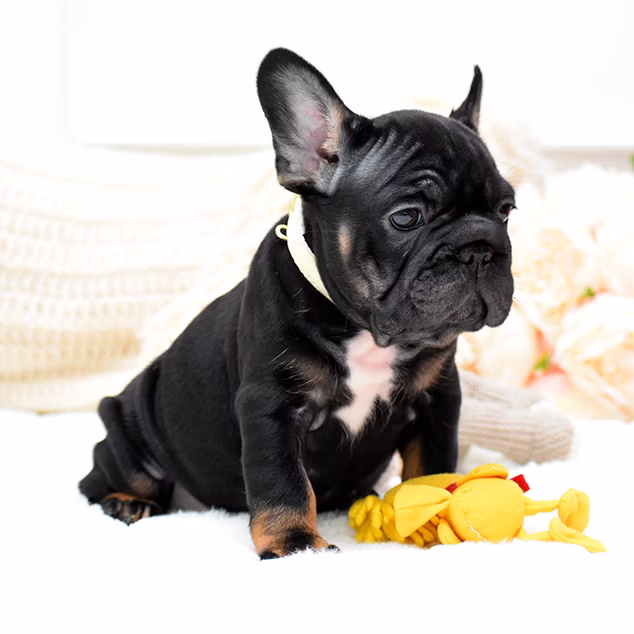 French Bulldog, female, black tan, puppy with health guarantee and pedigree available a Alabama, Florida, Georgia, North Carolina, South Carolina, Tennessee, California, Illinois, Colorado, Texas