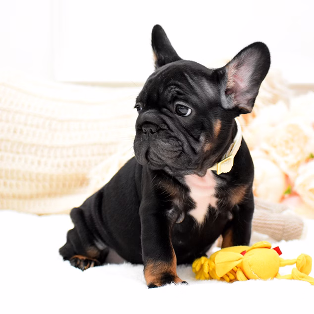 French Bulldog, female, black tan, puppy with health guarantee and pedigree available a Alabama, Florida, Georgia, North Carolina, South Carolina, Tennessee, California, Illinois, Colorado, Texas