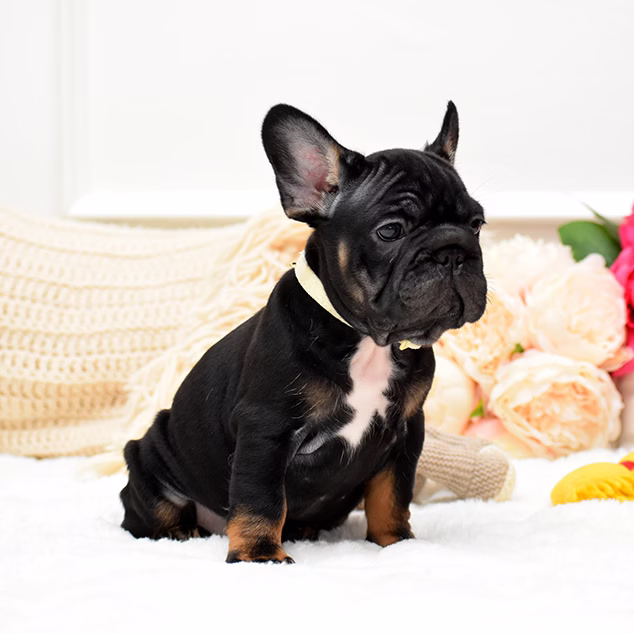 French Bulldog, female, black tan, puppy with health guarantee and pedigree available a Alabama, Florida, Georgia, North Carolina, South Carolina, Tennessee, California, Illinois, Colorado, Texas