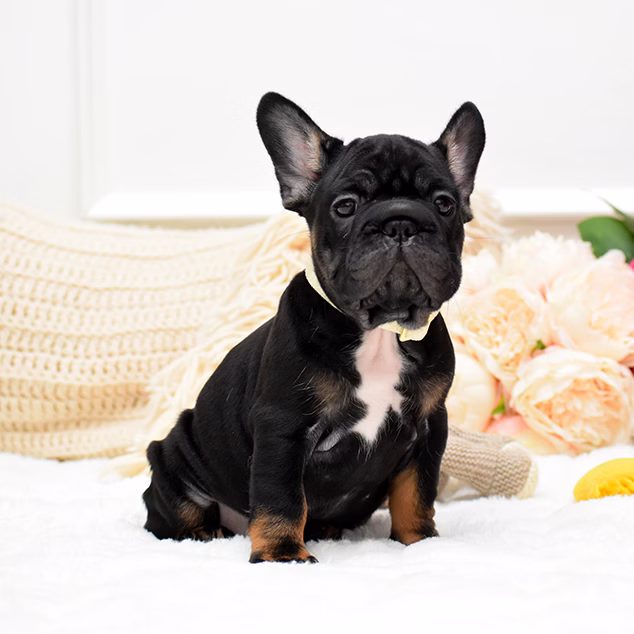 French Bulldog, female, black tan, puppy with health guarantee and pedigree available a Alabama, Florida, Georgia, North Carolina, South Carolina, Tennessee, California, Illinois, Colorado, Texas