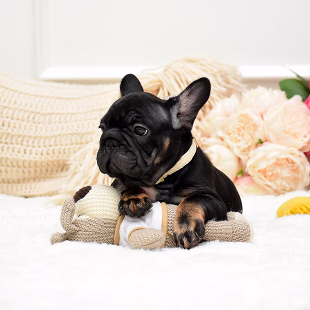 French Bulldog, female, black tan, puppy with health guarantee and pedigree available a Alabama, Florida, Georgia, North Carolina, South Carolina, Tennessee, California, Illinois, Colorado, Texas