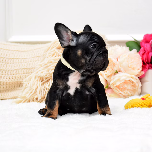 French Bulldog, female, black tan, puppy with health guarantee and pedigree available a Alabama, Florida, Georgia, North Carolina, South Carolina, Tennessee, California, Illinois, Colorado, Texas