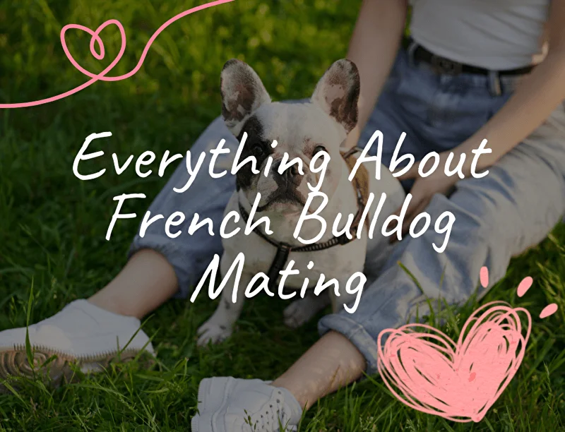 Everything About French Bulldog Mating