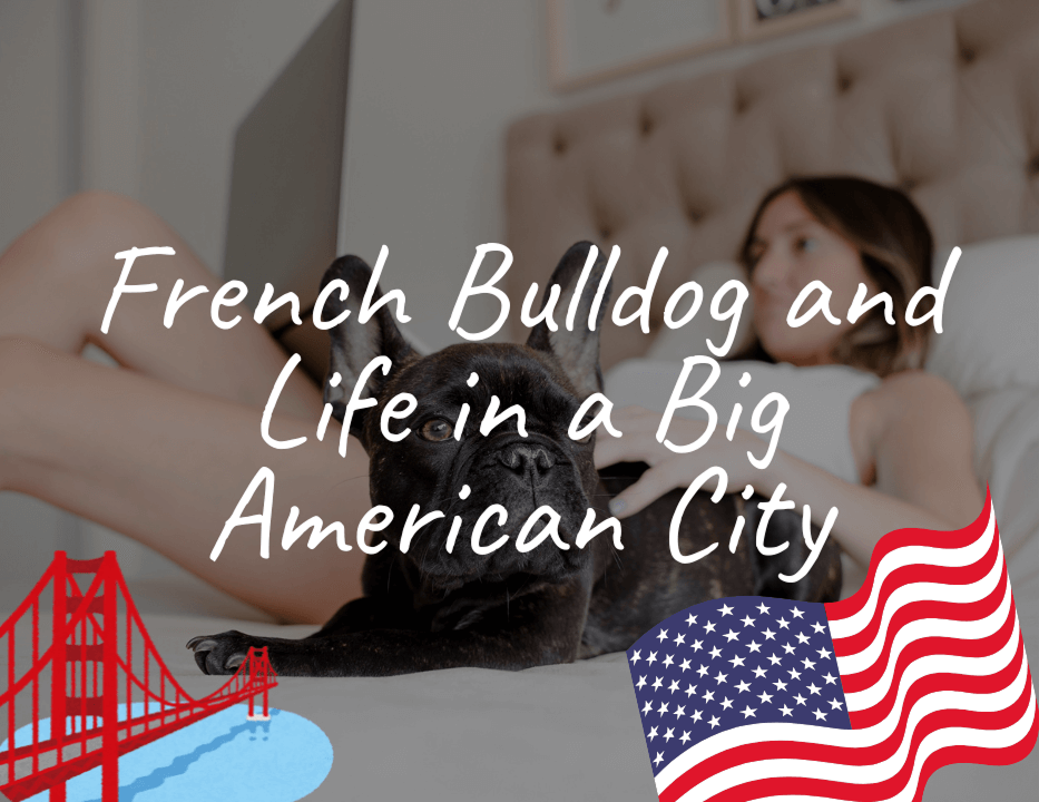 French Bulldog and Life in a Big American City