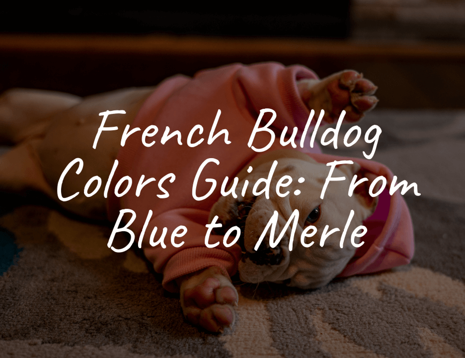 French Bulldog Colors Guide: From Blue to Merle