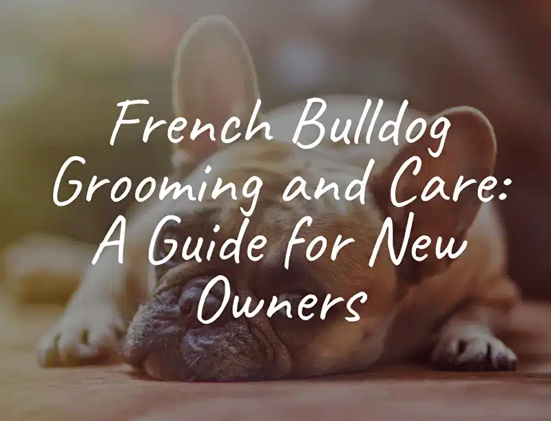French Bulldog Grooming and Care: A Guide for New Owners
