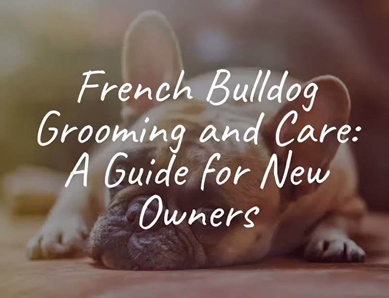 Meet the French Bulldog Puppy That Will Brighten Your Day Meet the French Bulldog Puppy That Will Brighten Your Day