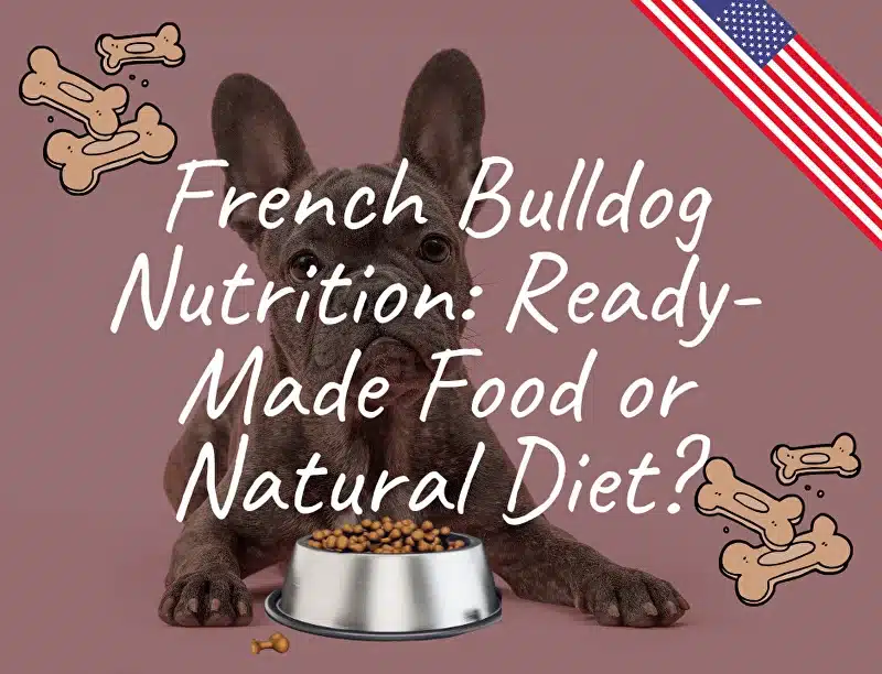 French Bulldog Nutrition: Ready-Made Food or Natural Diet?