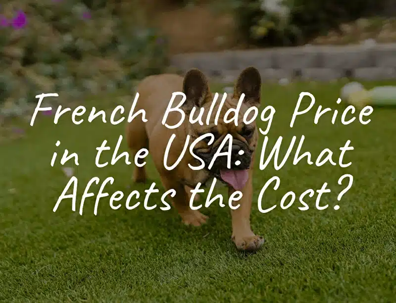 French Bulldog Price in the USA: What Affects the Cost?