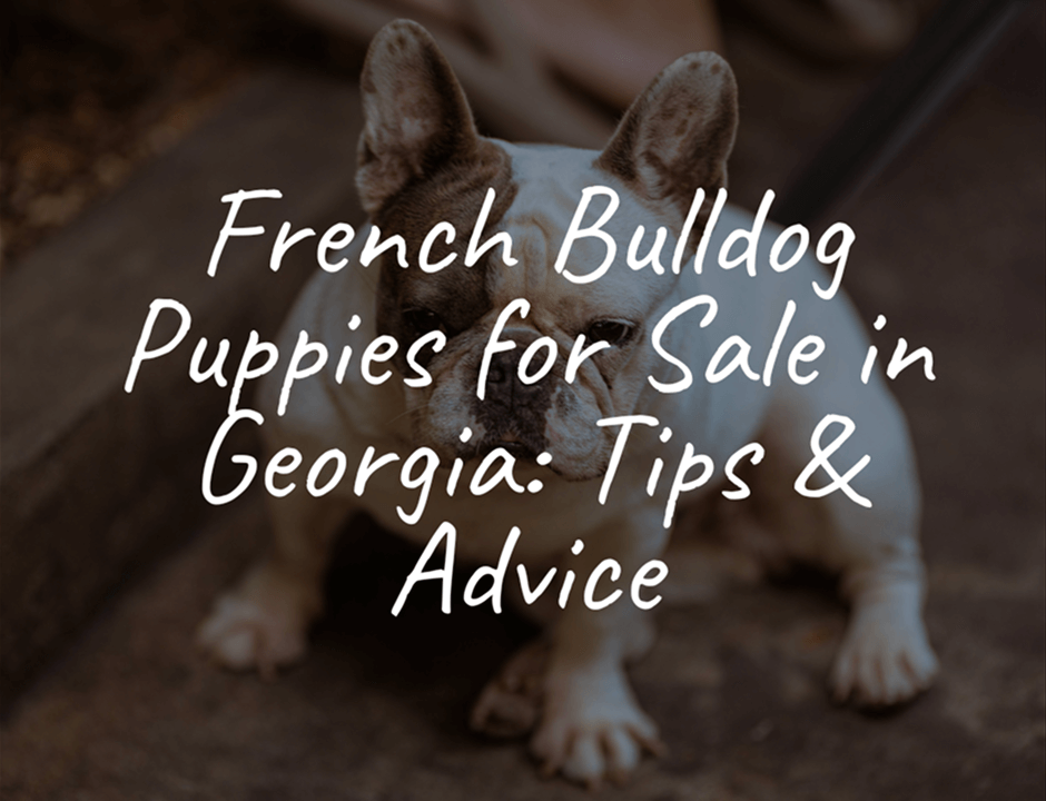 French Bulldog Puppies for Sale in Georgia: Tips & Advice