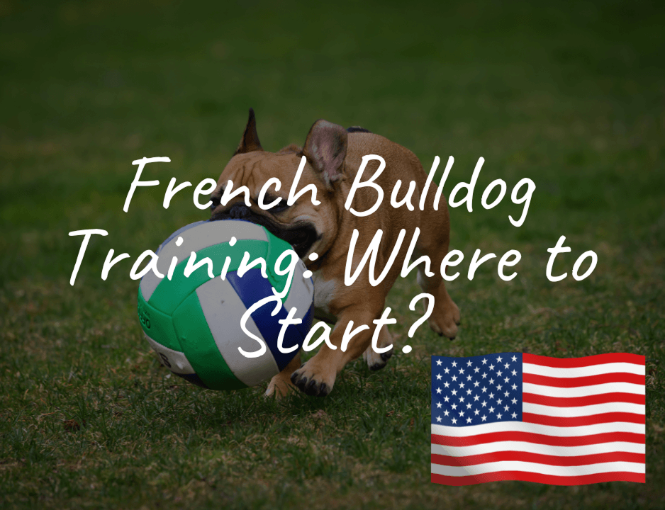 French Bulldog Training: Where to Start?