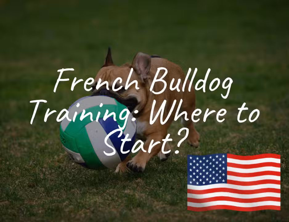 This French Bulldog Puppy Could Be Yours Don’t Miss Out This French Bulldog Puppy Could Be Yours Don’t Miss Out