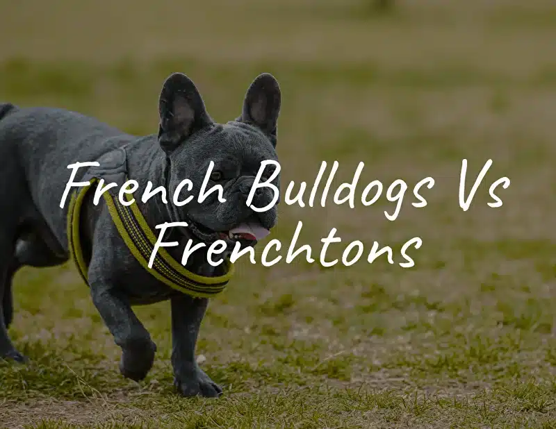 French Bulldogs Vs Frenchtons