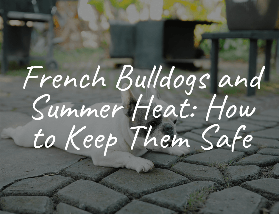 French Bulldogs and Summer Heat: How to Keep Them Safe