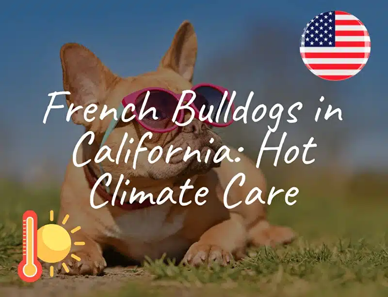 French Bulldogs in California: Hot Climate Care