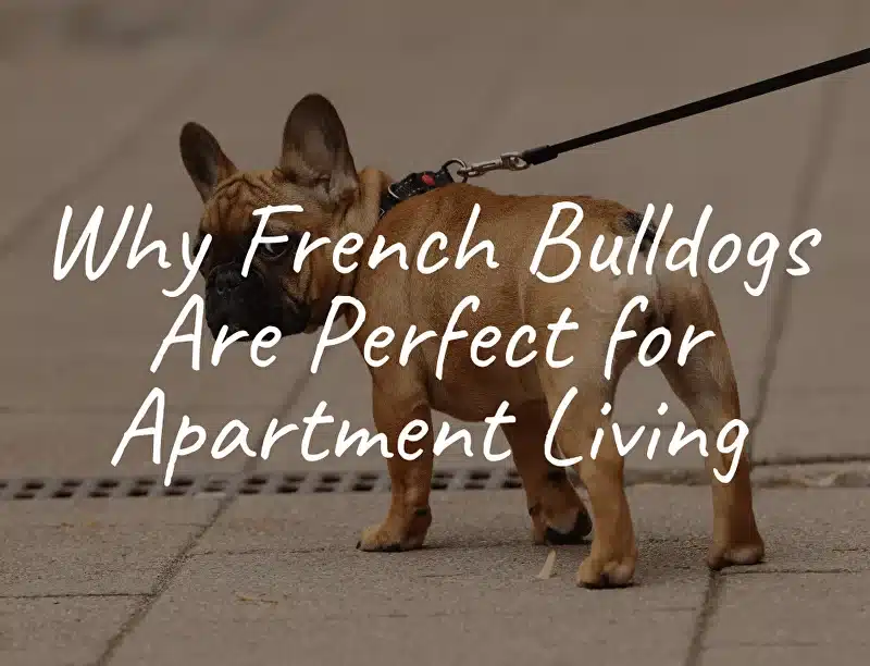 Why French Bulldogs Are Perfect for Apartment Living