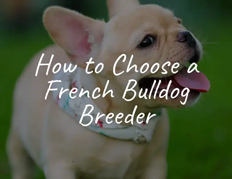 How ​​to Choose a French Bulldog Breeder