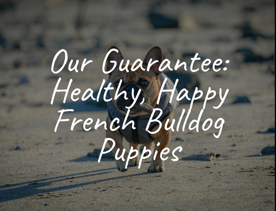Our Guarantee: Healthy, Happy French Bulldog Puppies