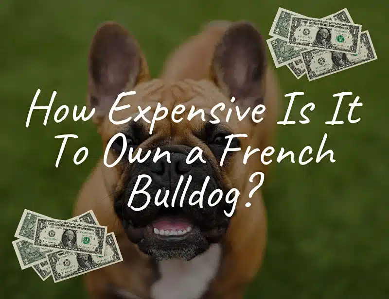 How Expensive Is It To Own a French Bulldog?