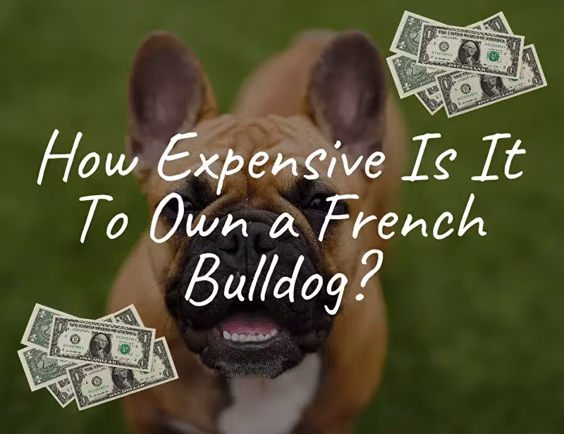 Last Chance to Own the Cutest French Bulldog Puppies in the USA Last Chance to Own the Cutest French Bulldog Puppies in the USA