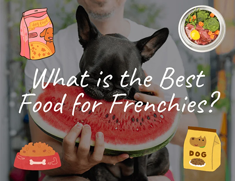 What is the Best Food for Frenchies?