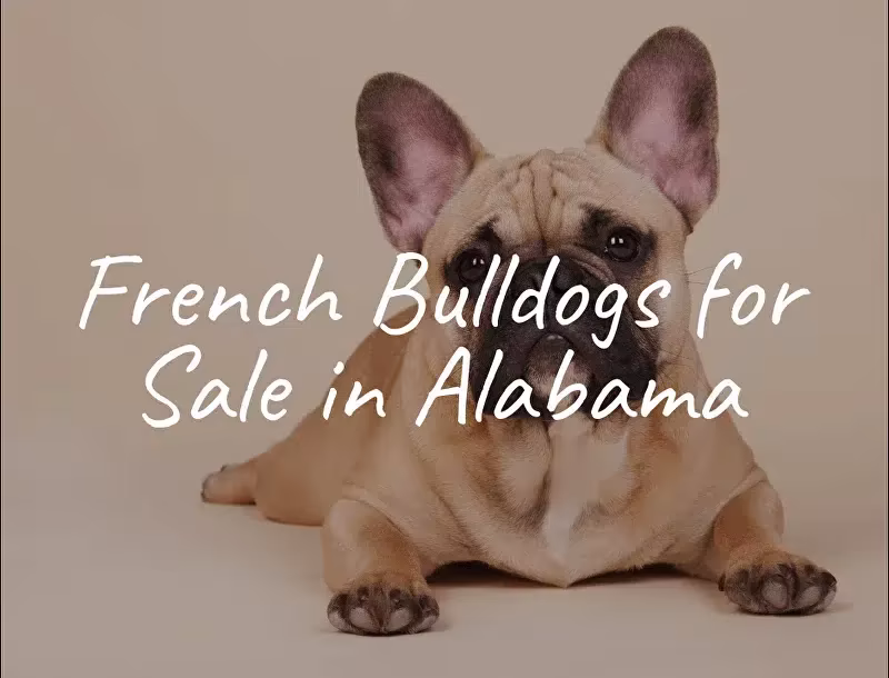 You Won’t Believe How Adorable These French Bulldog Puppies Are You Won’t Believe How Adorable These French Bulldog Puppies Are