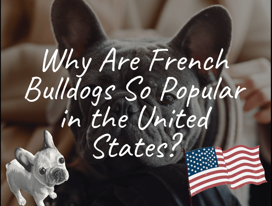 Why Are French Bulldogs So Popular in the United States?