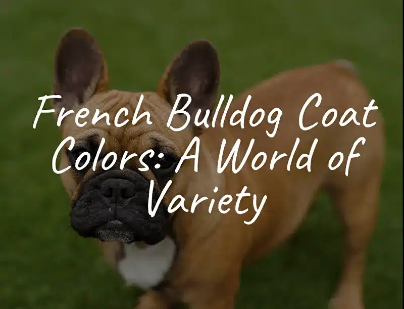 French Bulldog Coat Colors: A World of Variety