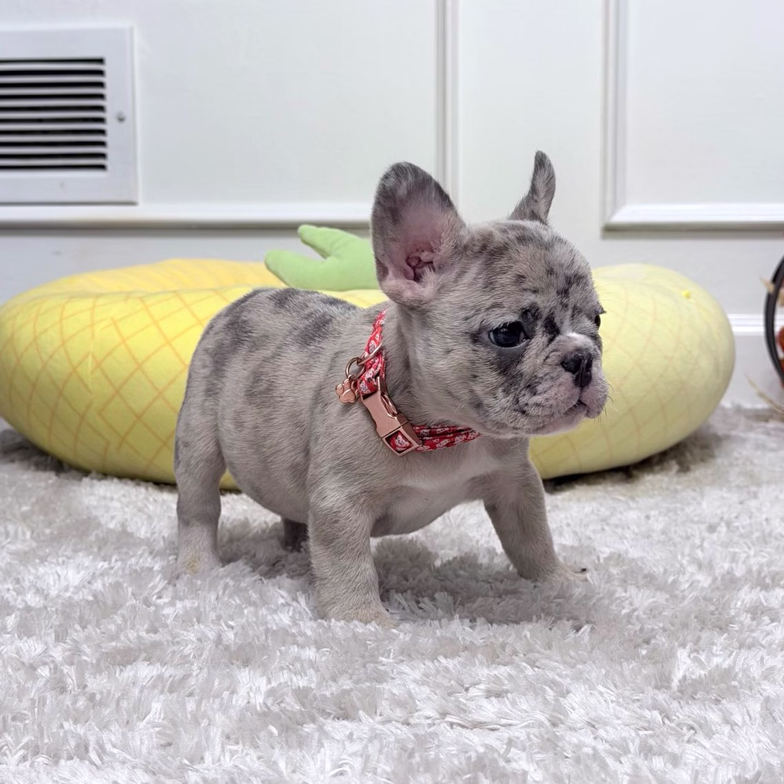 French Bulldog, female, blue merle, puppy with health guarantee and pedigree available a Alabama, Florida, Georgia, North Carolina, South Carolina, Tennessee, California, Illinois, Colorado, Texas.